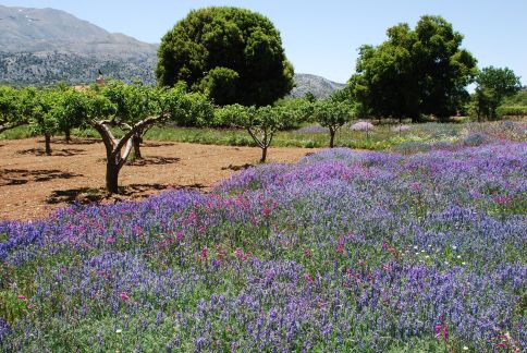 Flowers of Crete-Elounda必去景点