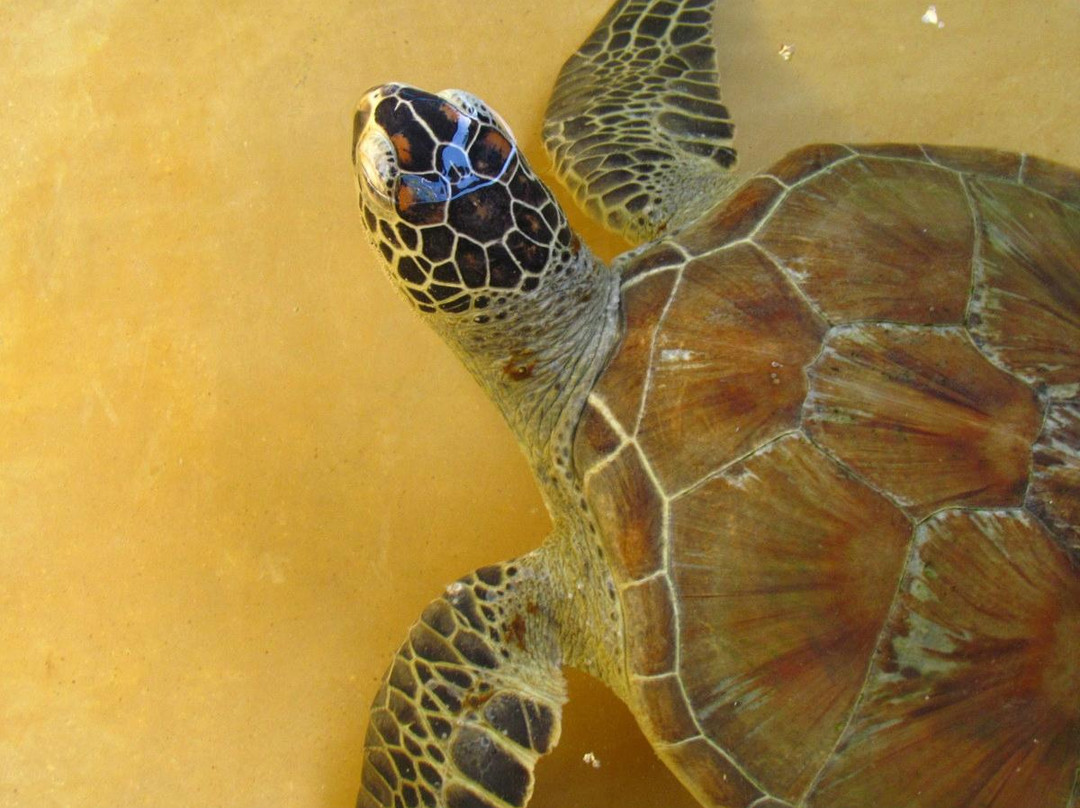 Local Ocean Conservation-瓦塔木必去景点