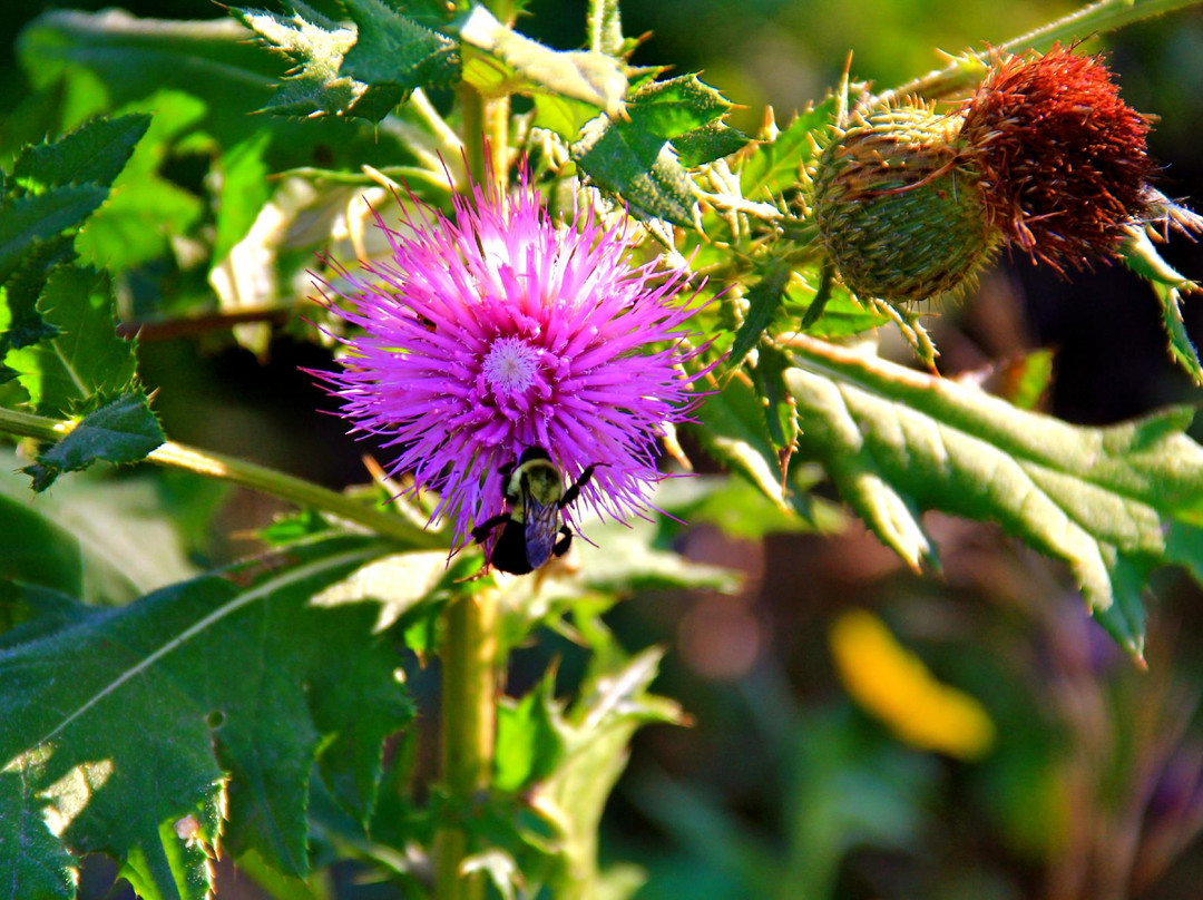 OPPD Arboretum-奥马哈必去景点