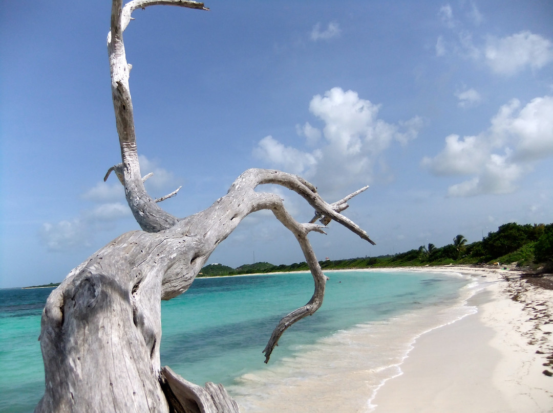 Jabberwock Beach-圣 约翰必去景点