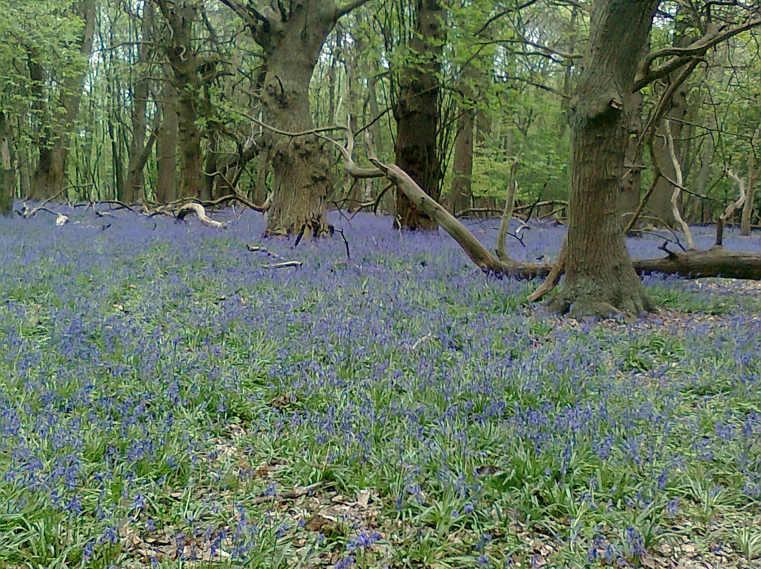 National Trust - Ashridge Estate-Berkhamsted必去景点