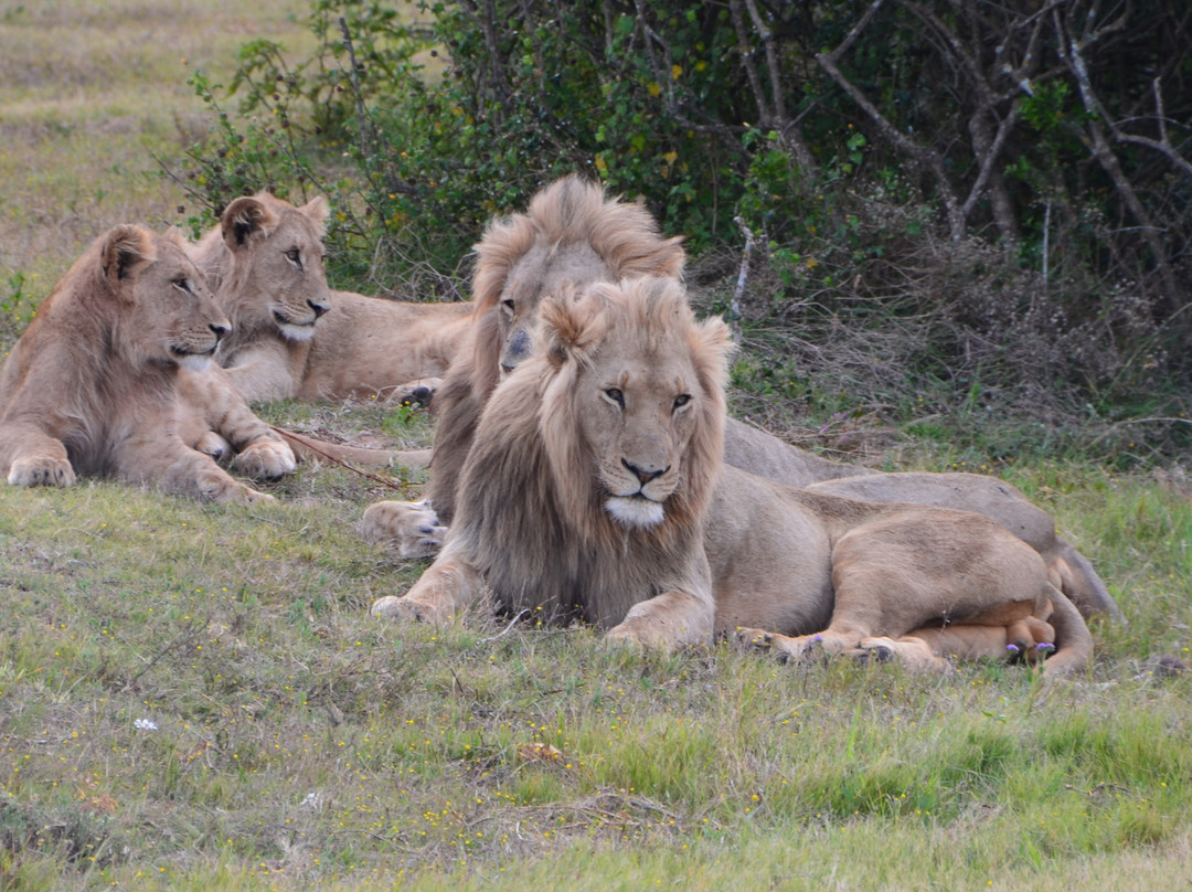 Schotia Tooth and Claw Safari-Addo Elephant National Park必去景点