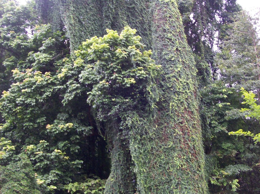 皇家植物园-佩拉德尼亚必去景点
