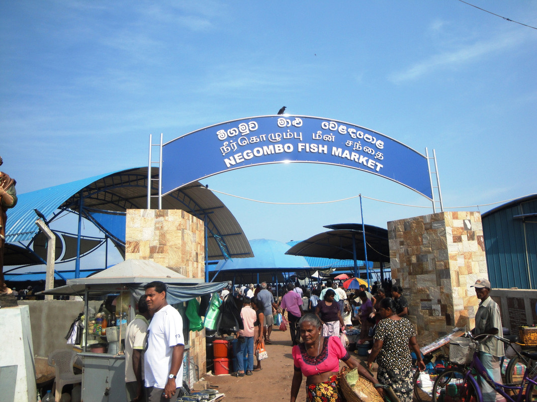 Negombo Fish Market-尼甘布必去景点