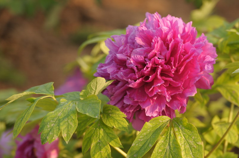 王城公园洛阳牡丹花会-洛阳市必去景点