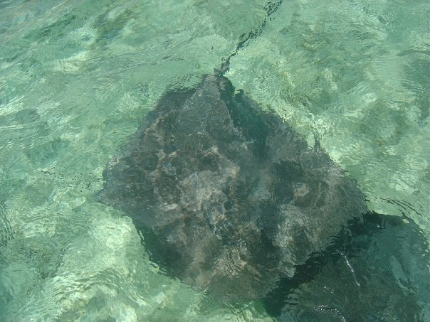Leopard Rays Trench-波拉波拉岛必去景点