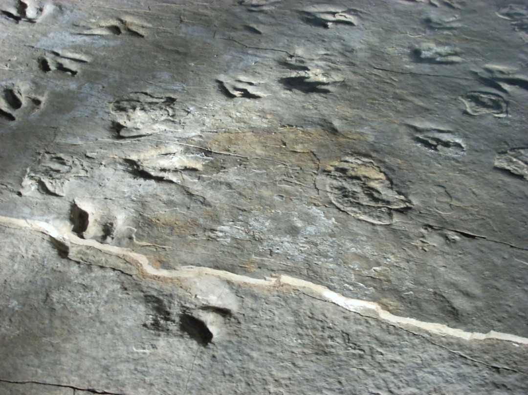 Dinosaur State Park & Arboretum-罗基希尔必去景点