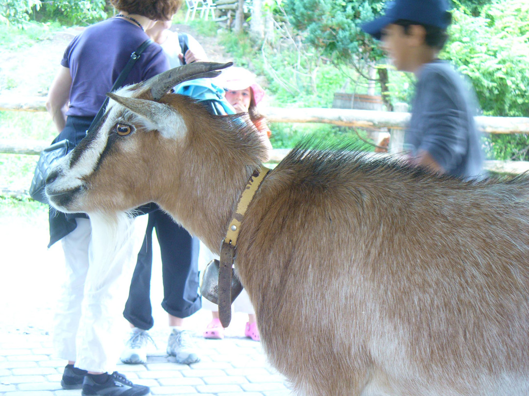 Heidi Trail景点图片