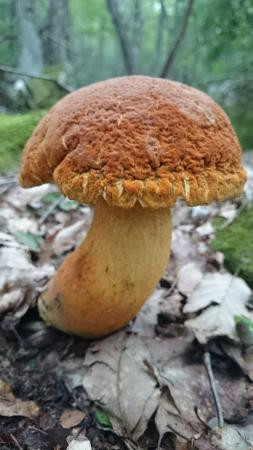 あかり 鶏料理 鍋主图