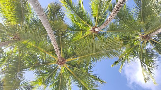 Catalina Snorkeling by Saona Dreams-拉罗马纳必去景点