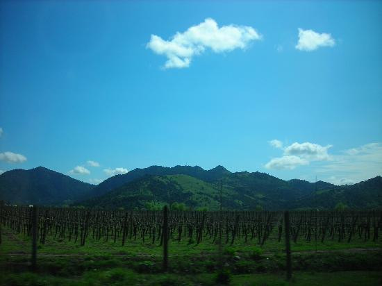 Curicó Valley Wine Route-Curico必去景点