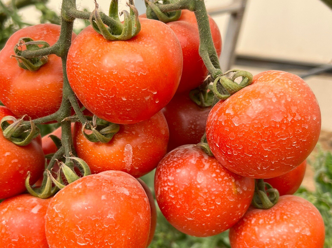 Vidor Center-Hazeva必去景点