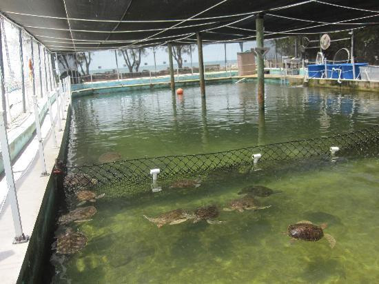The Turtle Hospital-马拉松必去景点