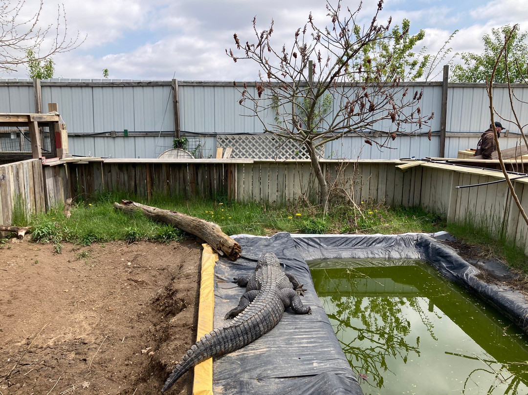 Critchlow Alligator Sanctuary景点图片