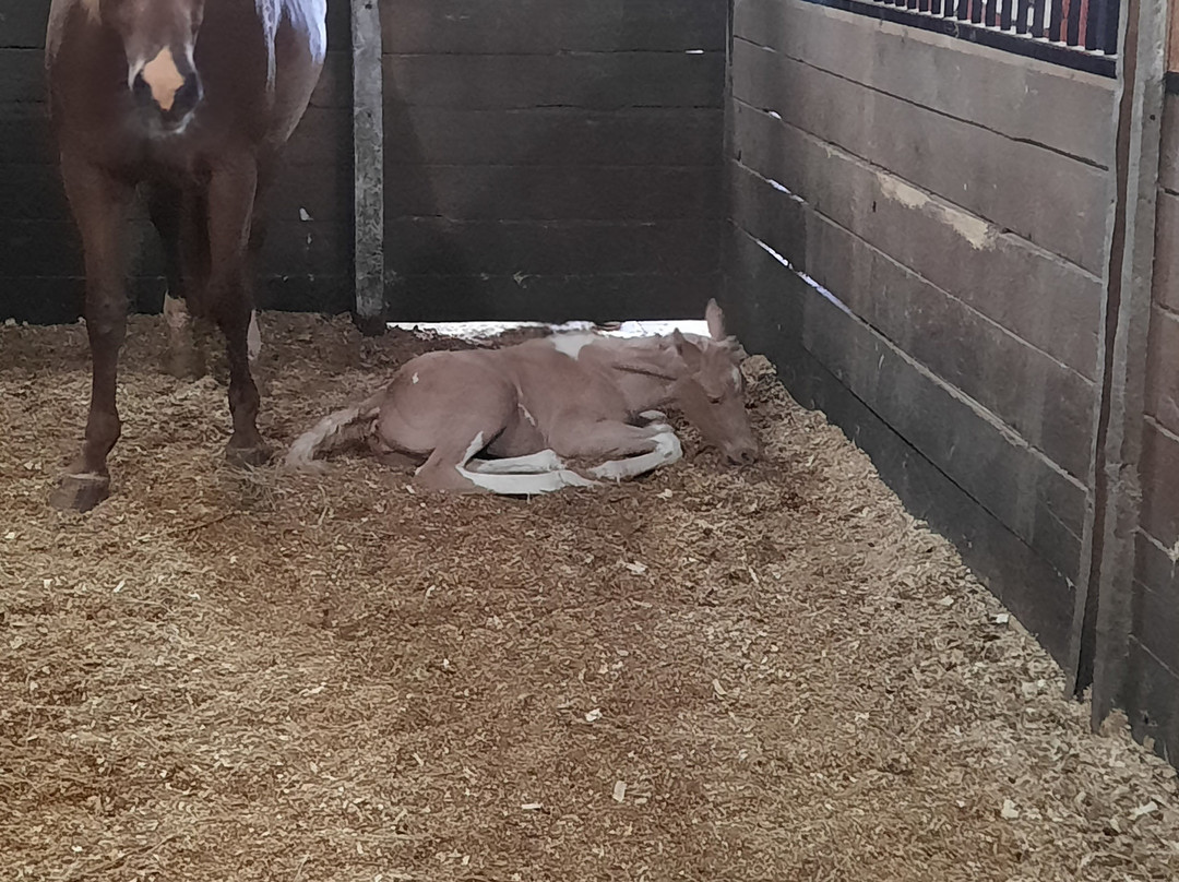 Southern Cross Ranch主图