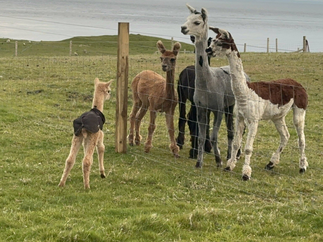 Affrigate Alpacas - Orkney-Brims必去景点