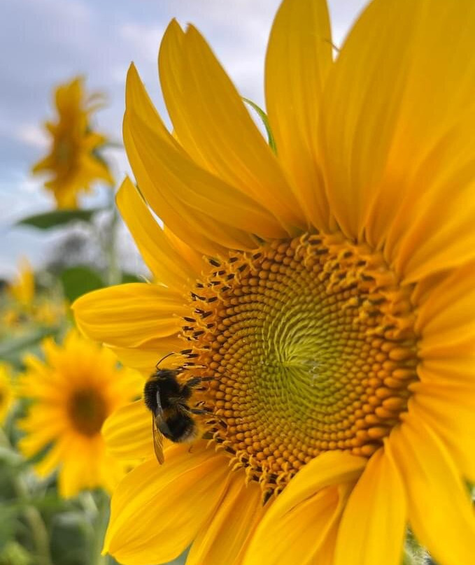 Writtle Sunflowers景点图片