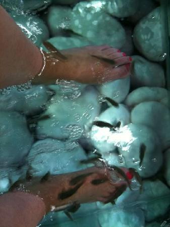 Dr. Nibbles - Fish Pedicure Spa-利物浦必去景点