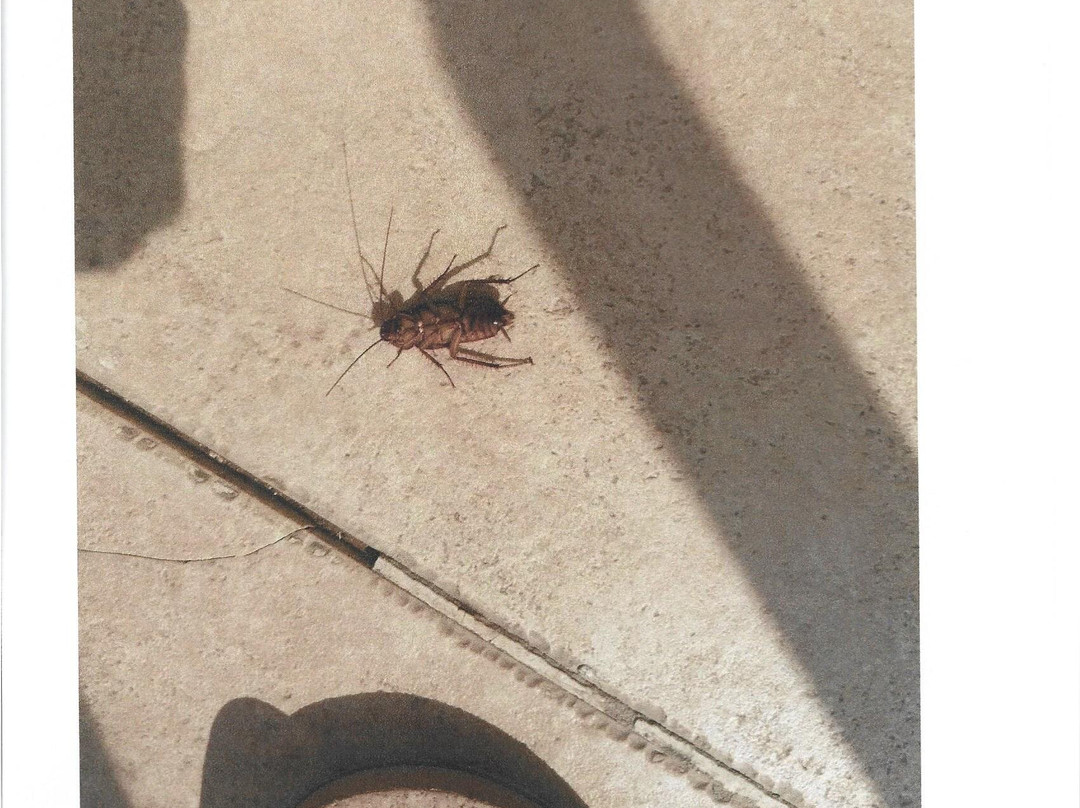 Club Palm Azur Families and Couples主图