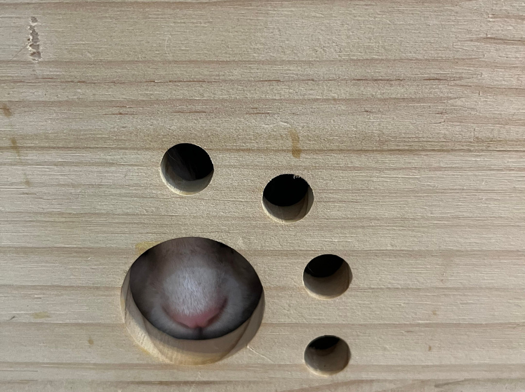 Mew Haven Cat Cafe-纽黑文必去景点