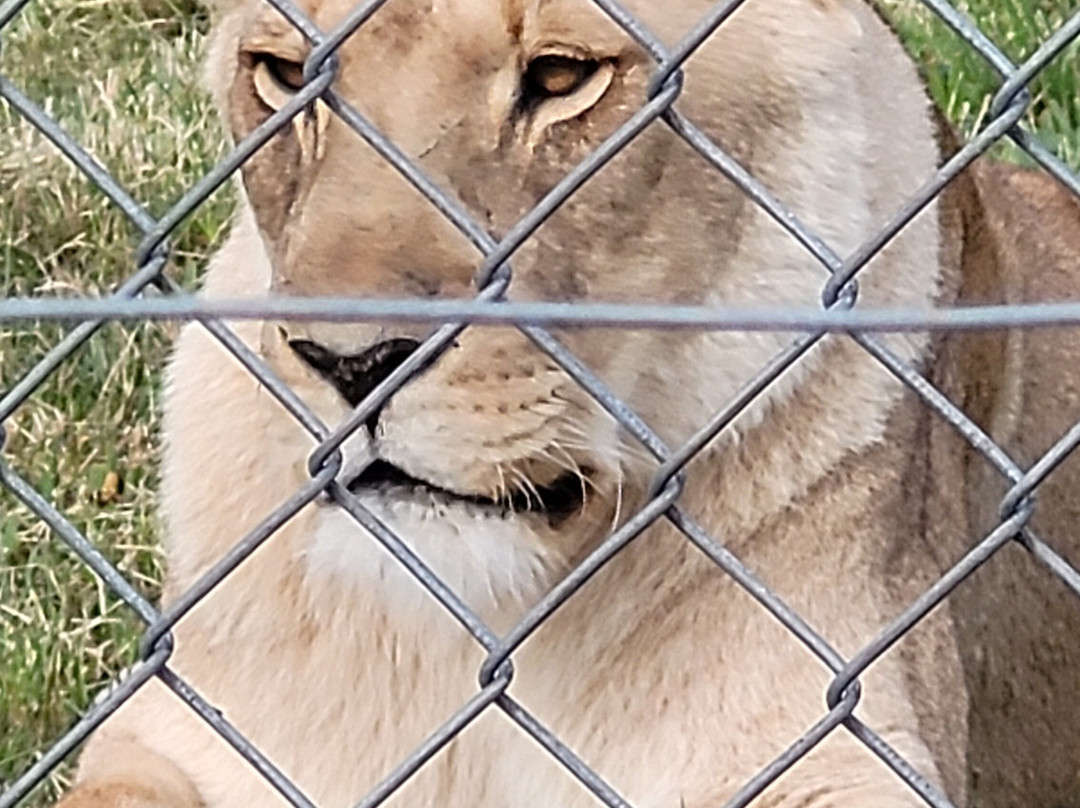 Panthera Africa - Big Cat Sanctuary景点图片