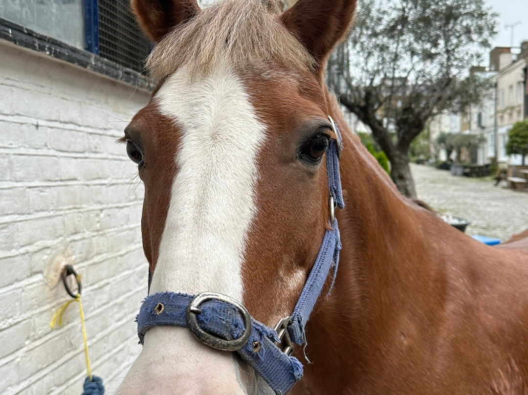 Ross Nye Stables-伦敦必去景点