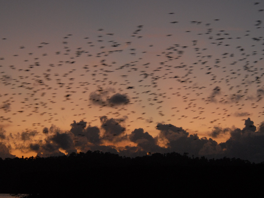 Parrot Island-Baratang Island必去景点