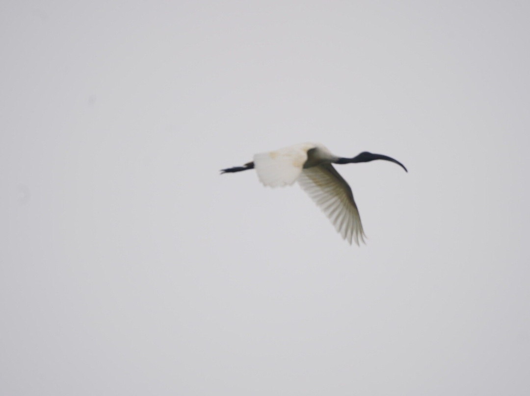 Vaduvoor Bird Sanctuary景点图片