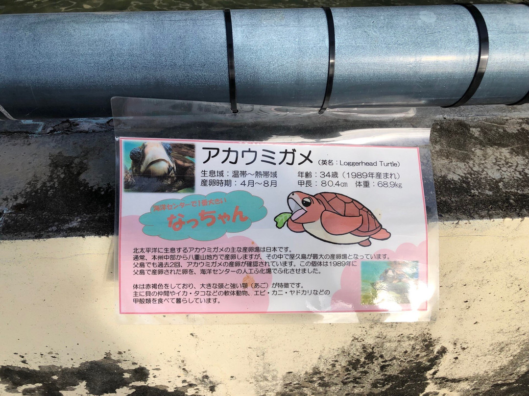 Ogasawara Ocean Center-小笠原村必去景点