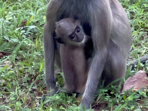 Prebu Lanka Tours-科伦坡必去景点