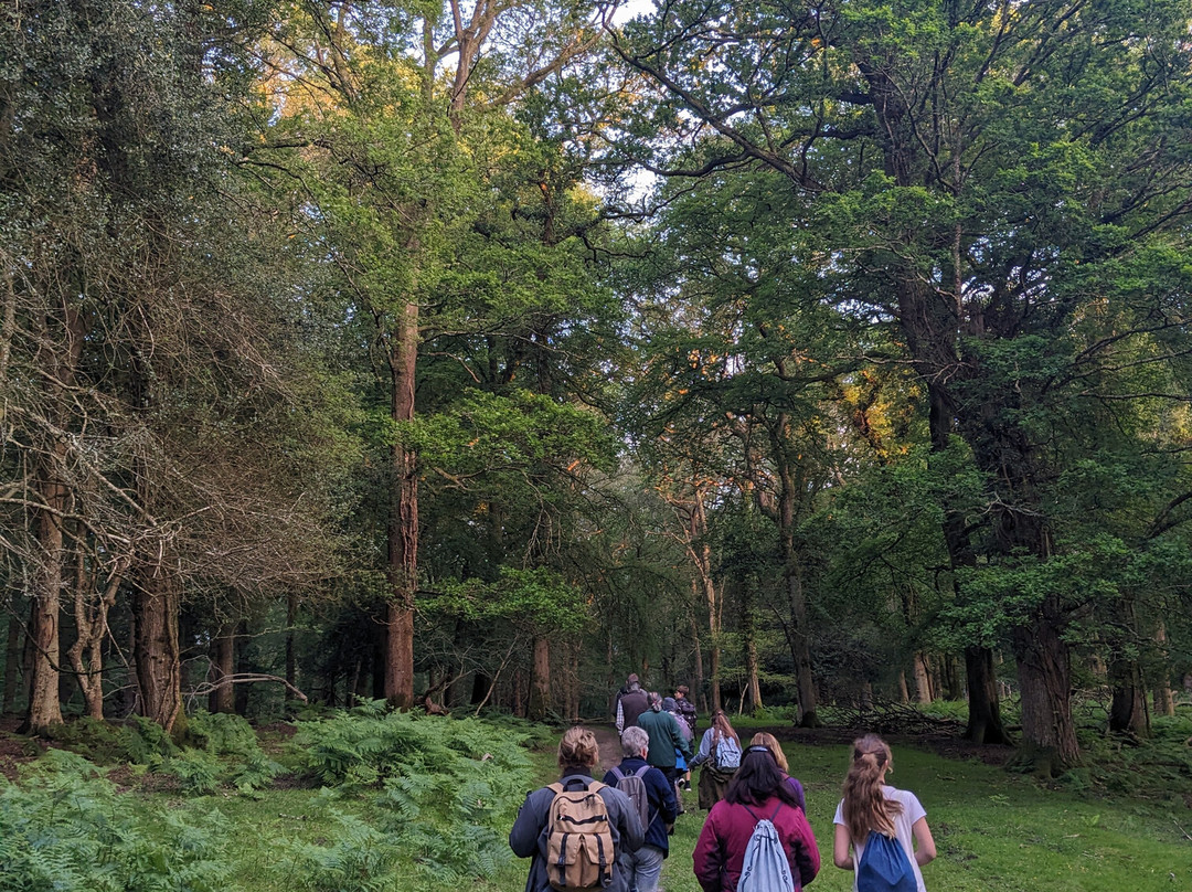 Wild New Forest Guided Tours景点图片