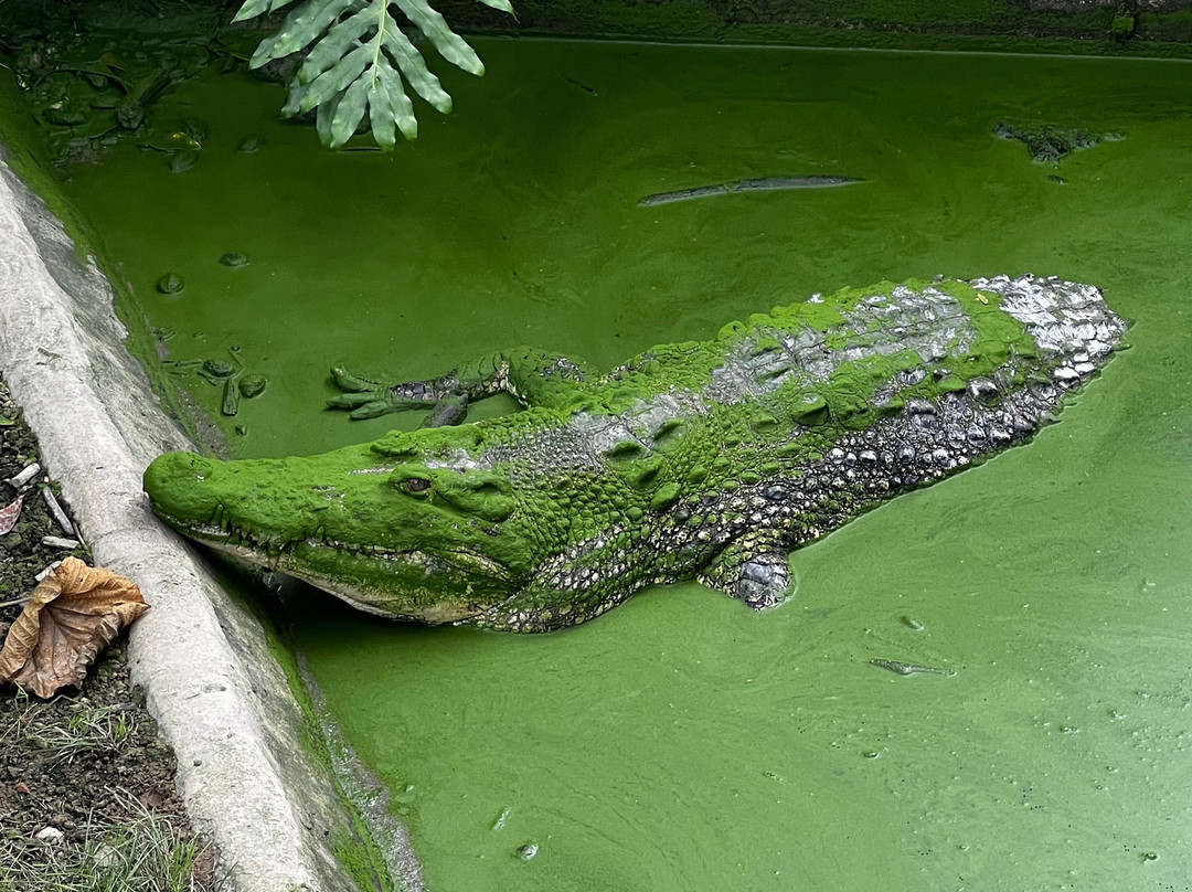 山打根鳄鱼养殖场-山打根必去景点