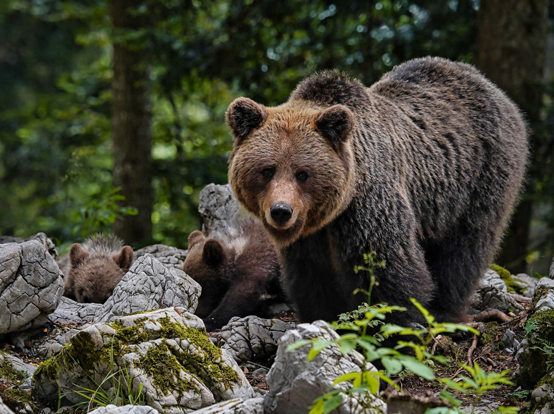 Slovenian Bears景点图片