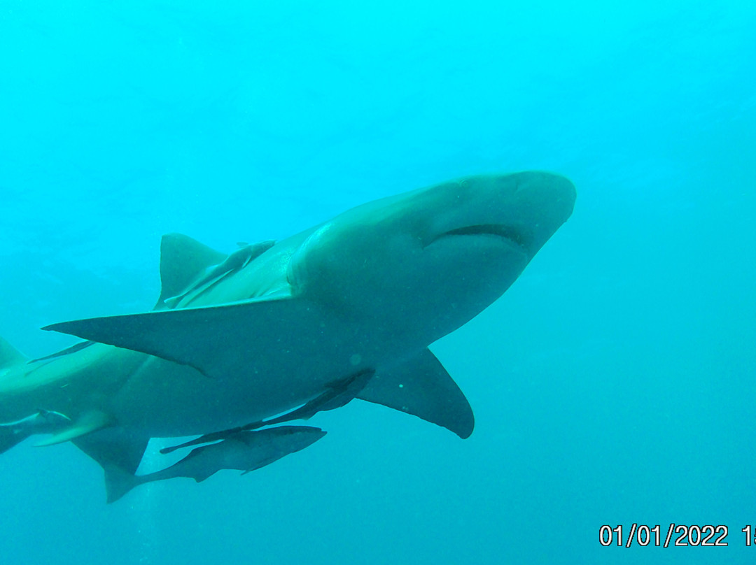 Swim With Sharks-棕榈海滩必去景点