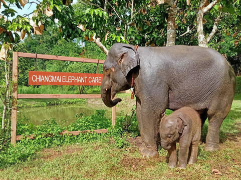 CHIANGMAI ELEPHANT CARE (Mae Taeng)-清迈必去景点