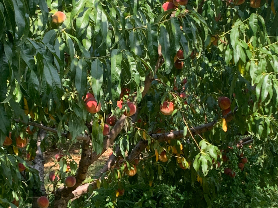 Chiles Peach Orchard-Crozet必去景点