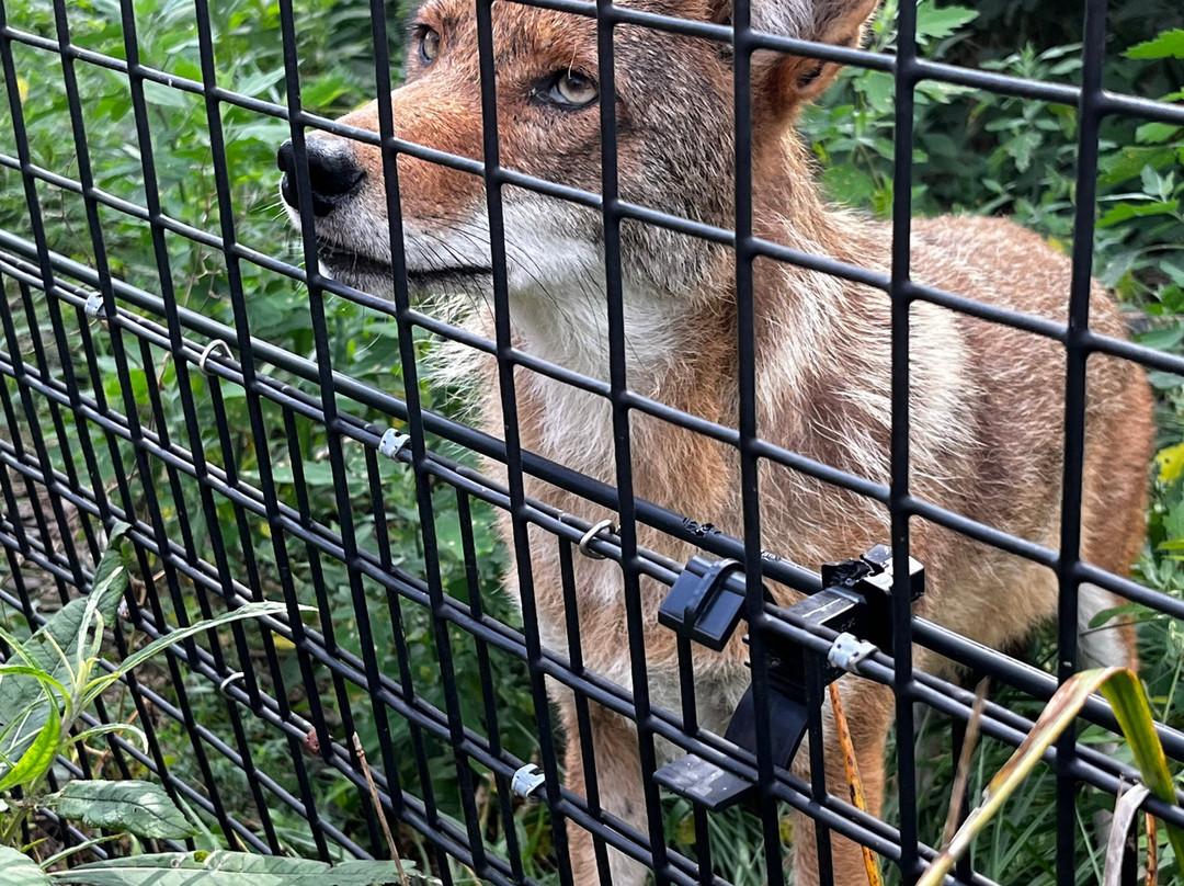 Red Wolf Sanctuary景点图片