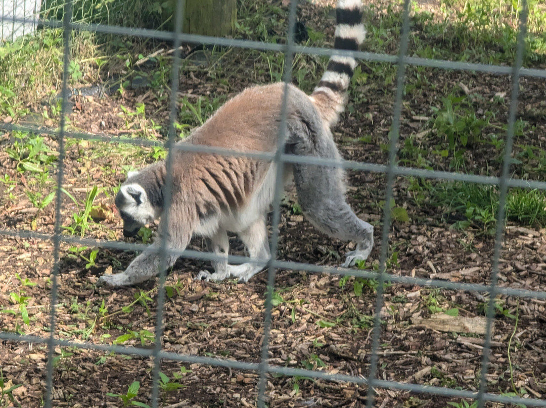 Kirkley Hall Zoological Gardens景点图片