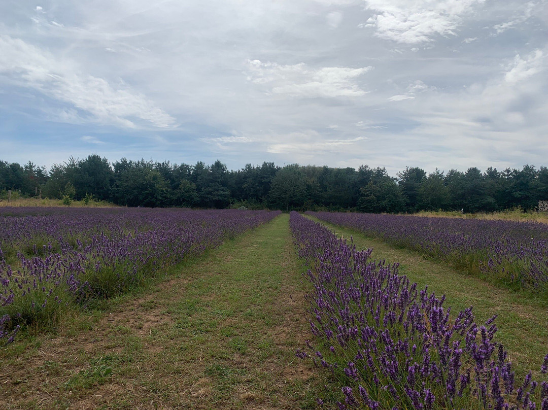 Wolds Way Lavender景点图片