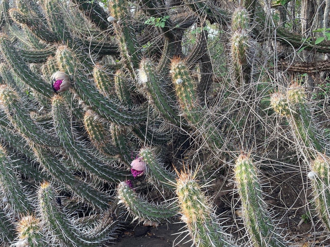 Vale dos Mestres-Caninde de Sao Francisco必去景点
