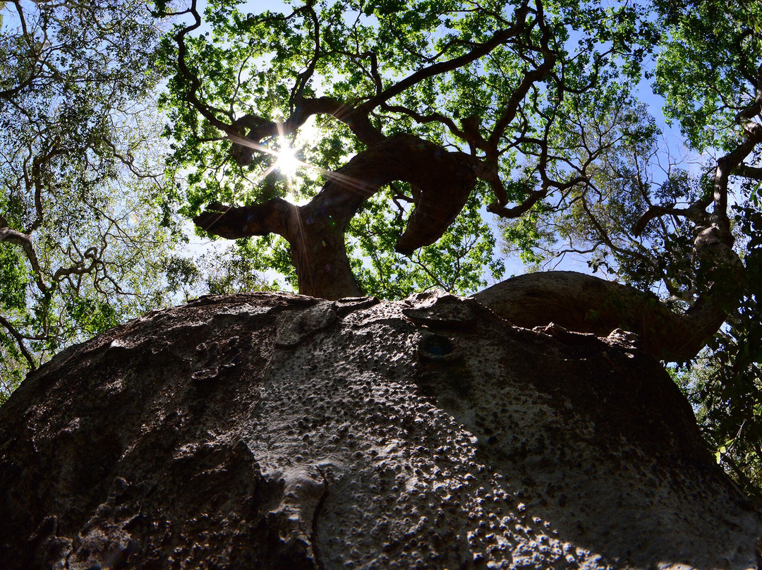 Arabuko-Sokoke Forest景点图片