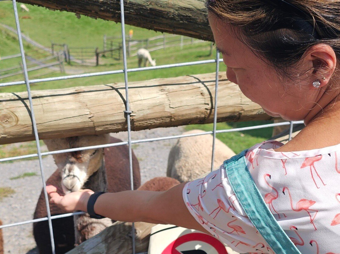 Lazy Acre Alpacas景点图片