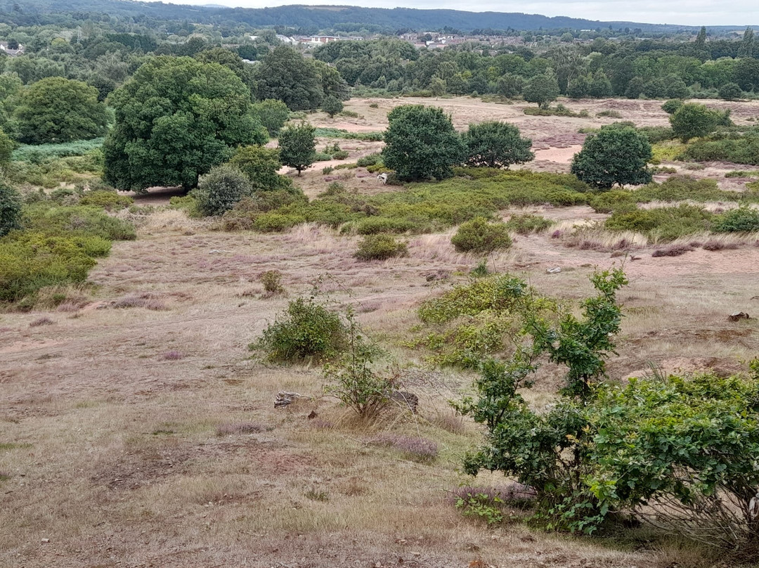 Hartlebury Common景点图片