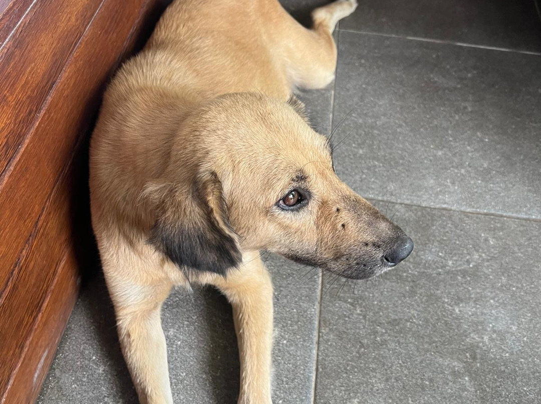 Singabu Bungalows主图