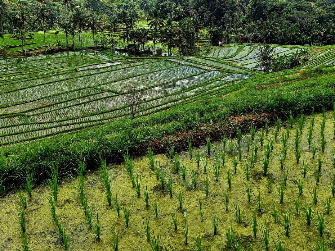 Jatiluwih-Jatiluwih必去景点