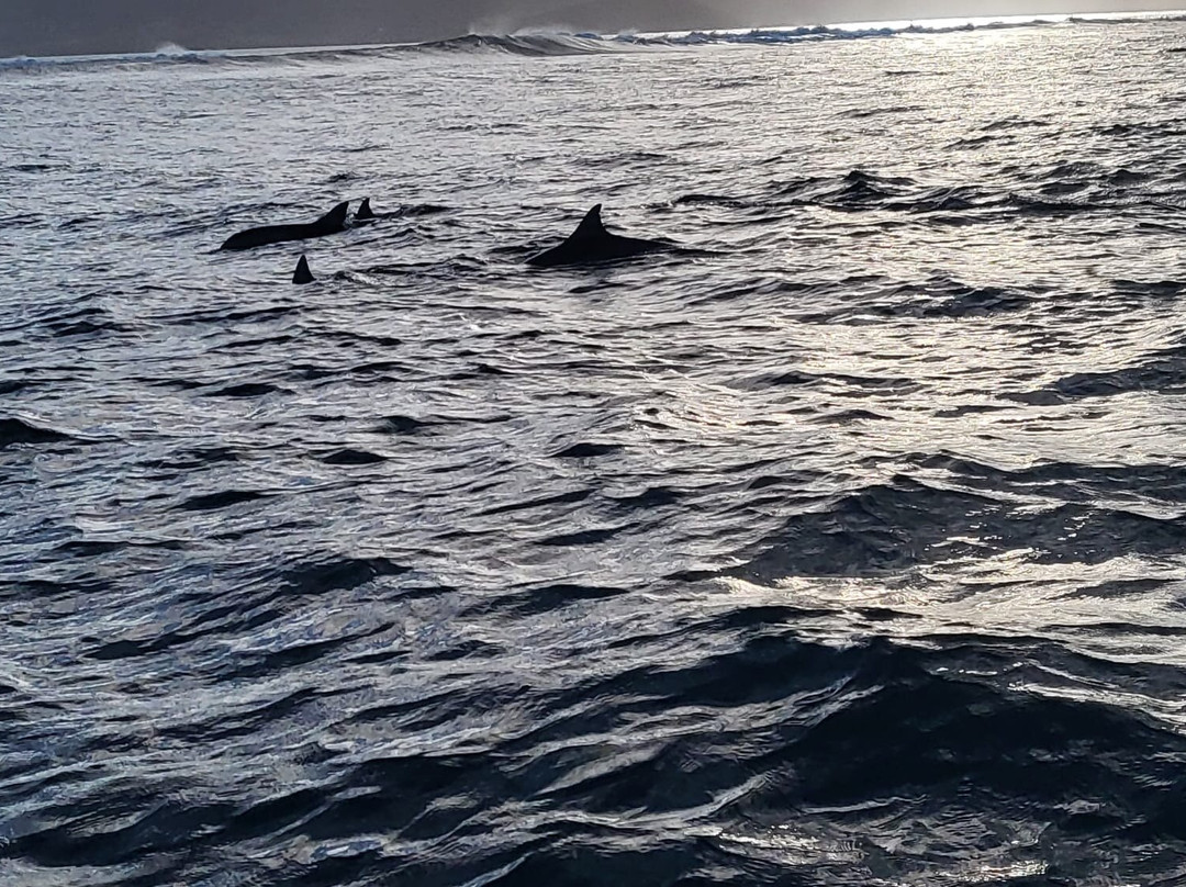 Touza Dolphin Safari & Charters Ltd-Black River必去景点