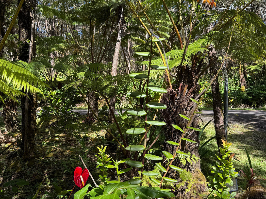 竹玉兰村庄旅社主图