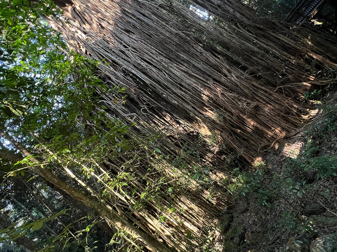 Curtain Fig National Park-Yungaburra必去景点