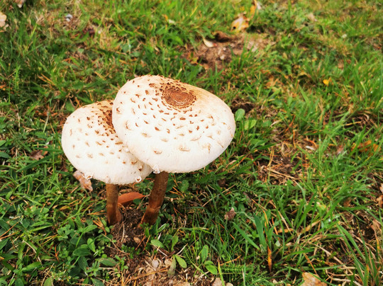 Bowlingtreff-Rosslau必去景点