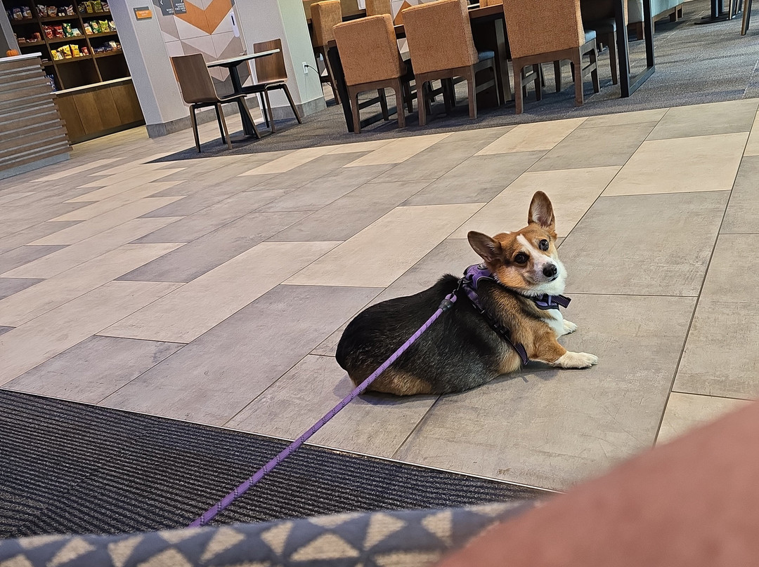 La Quinta Inn & Suites by Wyndham Bardstown主图